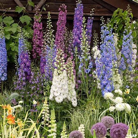 Delphinium Magic Fountains Mix: A Beautiful Addition to Cottage Gardens